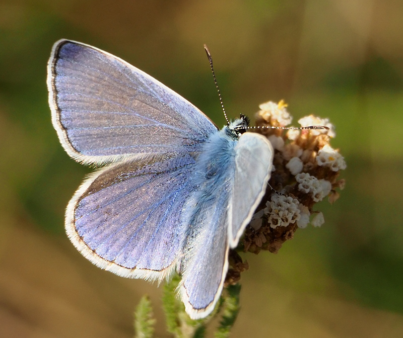 Gemeiner Bläuling (Polyommatus icarus)